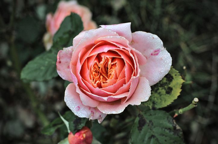 Comestible_rose_in_the_Laquenexy_orchard_garden,_Moselle,_France_(01).jpg