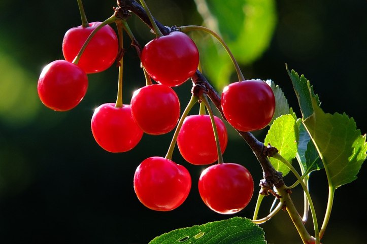 Cherry Branch.jpg